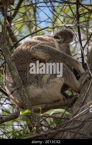 Koala (Phascolarctos cinereus) schläft in einem Gummibaum (Eukalyptus). Gefährdete Beuteltier. Tamborine Mountain, Queensland, Australien Stockfoto