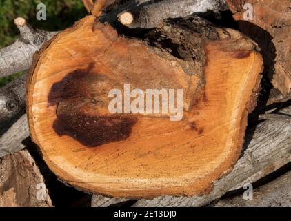 Gesägte Baumstamm von Avocado in einem Obstgarten in Queensland, Australien. Frisch gesägtes Holz. Hintergrund, Kopierbereich. Stockfoto