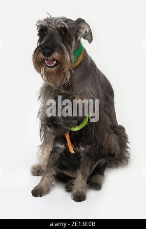 Schnauzer Hund mit ihrem Welpe Sohn isoliert auf weißem Hintergrund. Stockfoto