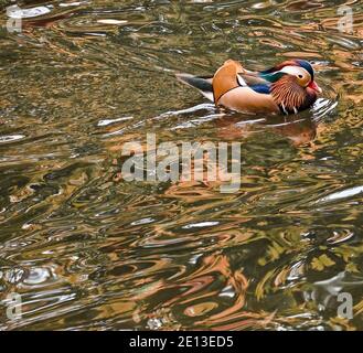 Mandarinente (Aix galericulata) Stockfoto