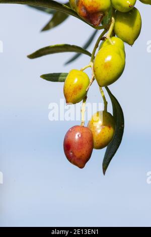 Olivenbaum mit sehr guter Produktivität von grünen Oliven, Kreta, Griechenland. Stockfoto