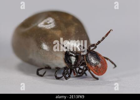 Weiblicher und männlicher Tick Ixodes ricinus Stockfoto