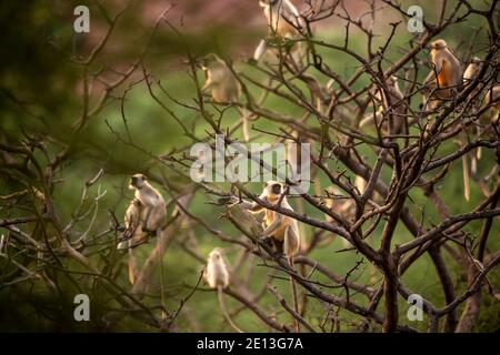 Graue oder Hanuman Languren oder indische Langur oder Affen in Natürlicher grüner Hintergrund auf einem Baum während einer Safari im Wald mittelindien - Semnopithecus Stockfoto