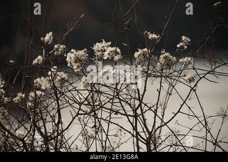 Winter-Saatköpfen am RSPB Reserve College Lake Hertfordshire Stockfoto