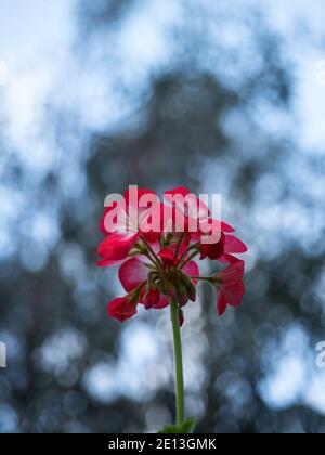 Zweig der rosa weißen Geranie Blume Pflanze Blatt Gartenarbeit Dekoration Bloom Bokeh verschwommener Hintergrund in Cuenca Ecuador Südamerika Stockfoto
