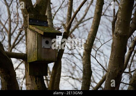 RSPB Reserve College Lake Hertfordshire Stockfoto