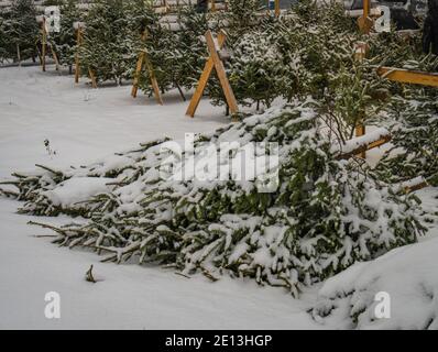 Schneebedeckte Weihnachtsbäume zum Verkauf in einer Menge Stockfoto