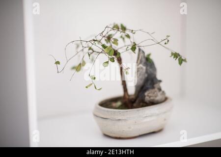 Kleiner Bonsai Baum auf dem Regal Stockfoto