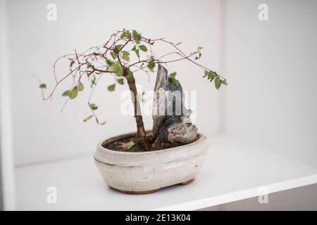 Kleiner Bonsai Baum auf dem Regal Stockfoto