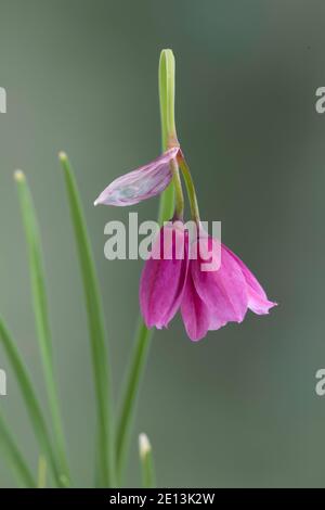 Lomardy Knoblauch, Allium insubricum, aus Lombrady, Italien. In der Kultivierung. Familie Amaryllidaceae Stockfoto