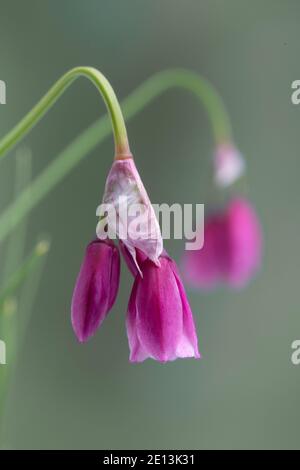 Lomardy Knoblauch, Allium insubricum, aus Lombrady, Italien. In der Kultivierung. Familie Amaryllidaceae Stockfoto