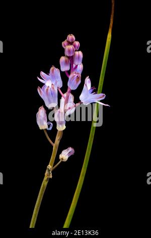 Herbst-Tintenfasch, Scilla autumnalis, Mittelmeerregion Stockfoto