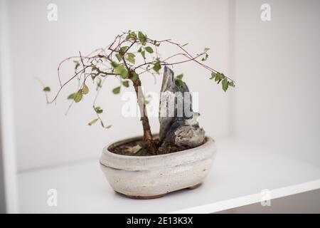 Kleiner Bonsai Baum auf dem Regal Stockfoto