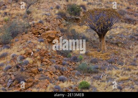 Aloe 'Quivertree' (Aloe dichotoma), Montañas Naukluft, Parque Nacional Namib Nauflut, Namibia, Afrika Stockfoto
