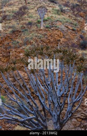 Aloe 'Quivertree' (Aloe dichotoma), Montañas Naukluft, Parque Nacional Namib Nauflut, Namibia, Afrika Stockfoto