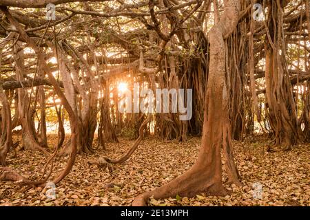 Erstaunliches Banyan Tree in der Morgensonne Stockfoto