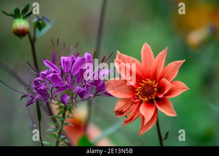 Cleome hassleriana Violet Queen, Spinnenblume Violet Queen, violette Blumen, Blüte, halbwinterhart jährlich, orange Dahlia, orange Dahlien, orange Blumen, Flo Stockfoto