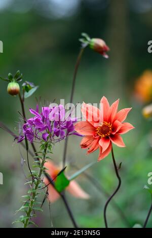 Cleome hassleriana Violet Queen, Spinnenblume Violet Queen, violette Blumen, Blüte, halbwinterhart jährlich, orange Dahlia, orange Dahlien, orange Blumen, Flo Stockfoto