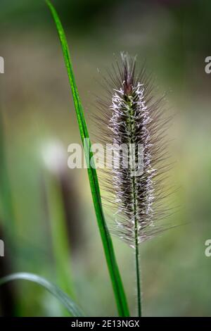 Pennisetum Alopecuroides Red Head, Brunnengras, Ziergras, Gräser, Red Head Brunnengras, rotgefärbte Flaschenbürste Federn, Federn, RM Floral Stockfoto