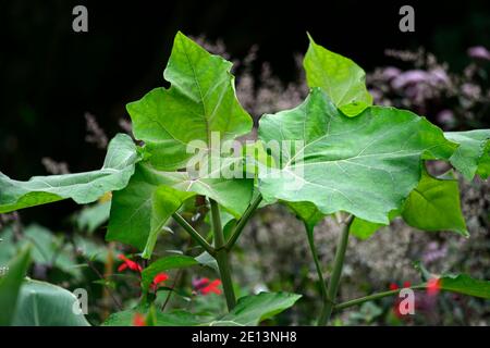 paulownia tomentosa, Prinzess-Baum, Kaiserbaum, Fuchshandschuh-Baum, Blätter, Laub, große Blätter, riesig, groß, pollard, bestäubt, bestäuben, Coppice, coppiced, Stockfoto