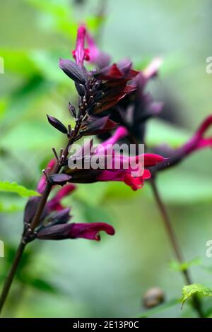 salvia rockt Fuchsia, Salvias, Weisen, rosa lila Blumen, rosa lila Blumen, Blume, Blüte, RM floral Stockfoto