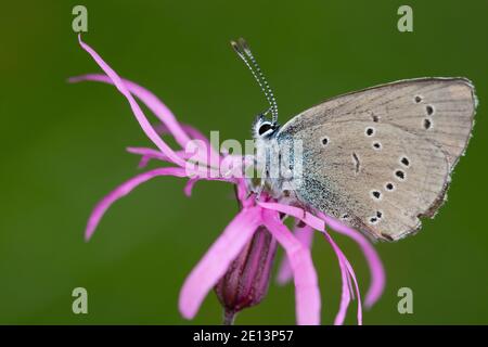 Rotklee-Bläuling, Rotkleebläuling, Violetter Waldbläuling, Bläuling, Unterseite, FlügelUnterseite, Polyommatus semiargus, Cyaniris semiargus, Mazarine Stockfoto