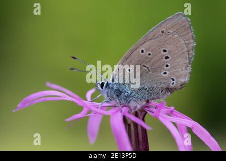 Rotklee-Bläuling, Rotkleebläuling, Violetter Waldbläuling, Bläuling, Unterseite, FlügelUnterseite, Polyommatus semiargus, Cyaniris semiargus, Mazarine Stockfoto