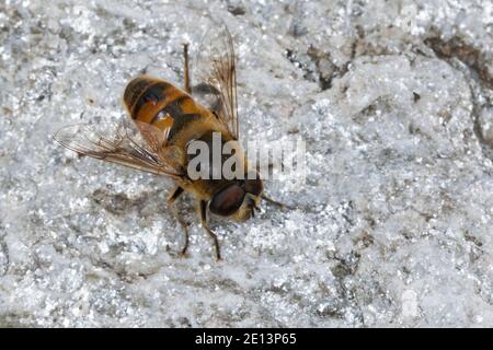 Große Bienenschwebfliege, Bienen-Schwebfliege, Mistbiene, Schlammfliege, Scheinbienen-Keilfleckschwebfliege, Männchen, Eristalis tenax, Drohnenfliege, dro Stockfoto