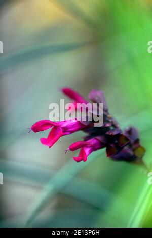 salvia rockt Fuchsia, Salvias, Weisen, rosa lila Blumen, rosa lila Blumen, Blume, Blüte, RM floral Stockfoto