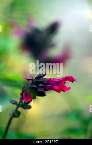 salvia rockt Fuchsia, Salvias, Weisen, rosa lila Blumen, rosa lila Blumen, Blume, Blüte, RM floral Stockfoto