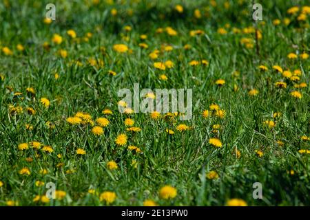 Löwenzahn im Feld, grüne Wiese mit blühenden gelben Blüten. Stockfoto