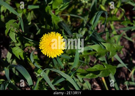 Flauschige gelbe Löwenzahn Blume Draufsicht auf grünem Hintergrund. Stockfoto