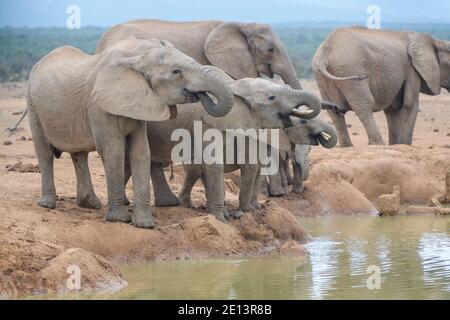 Afrikanische Elefant (Loxodonta africana) Herde mit jungen Kälbern trinken am Wasserloch, Addo Elephant National Park, Eastern Cape, Südafrika. Stockfoto
