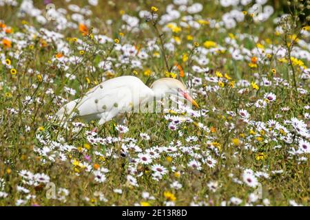 Kuhreiher (Bubulcus ibis) Jagd zwischen Frühling Wildblumen, West Coast National Park, Südafrika. Stockfoto