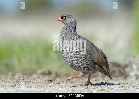 Rotschnabelhuhn (Pternistis adspersus) auf dem Boden, Etosha Nationalpark, Namibia. Stockfoto