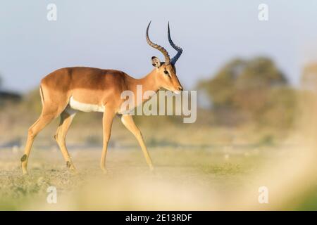 Schwarzgesichtige Impala (Aepyceros melampus petersi), männlich, zu Fuß auf Savanne, Etosha Nationalpark, Namibia Stockfoto