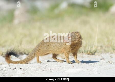 Schlanke Mungo (Galerella sanguinea), Etosha Nationalpark, Namibia. Stockfoto