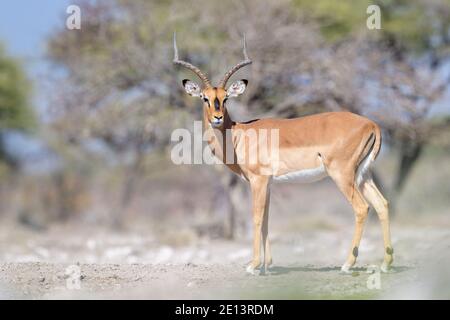 Impala (Aepyceros melampus petersi), männlich, steht an einem Wasserloch, Etosha National Park, Namibia Stockfoto