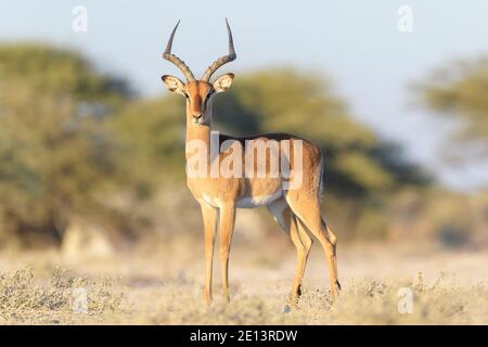 Schwarzgesichtige Impala (Aepyceros melampus petersi), männlich, stehend auf Savanne, Etosha Nationalpark, Namibia Stockfoto