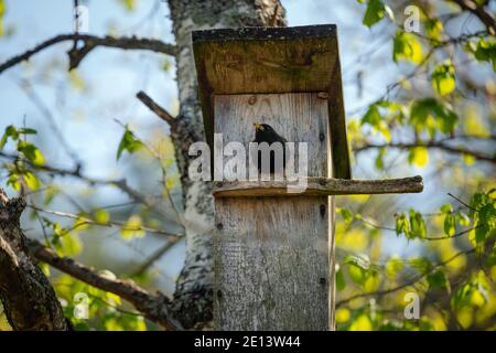 Starling Vogel ( Sturnus vulgaris ) bringt Wurm in die hölzerne Nistbox im Baum. Vogelfütterung Kinder in Holz Vogelhaus hängen an der Birke Stockfoto