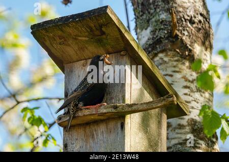 Starling Vogel ( Sturnus vulgaris ) bringt Wurm in die hölzerne Nistbox im Baum. Vogelfütterung Kinder in Holz Vogelhaus hängen an der Birke Stockfoto