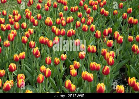 Die Tulpenprinzessin Irene (Triumph Tulpe) ist bereit zu blühen. Tulpen in der Knospe. Die offizielle Residenz von Shilin in Taipei, Taiwan. März 2020. Stockfoto