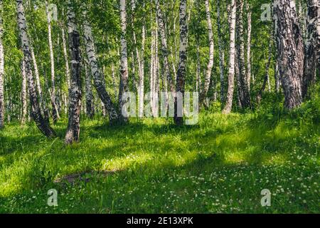 Birkenhain mit grünem Rasen am sonnigen Sommertag. Birkenwald mit weißen Baumstämmen Stockfoto