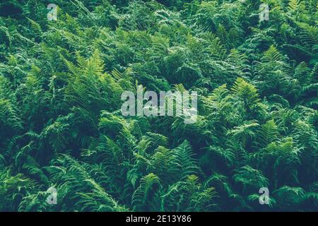 Dickicht Farn. Grüne Blattabdeckung im Regenwald. Landschaftlich natürliche Textur von Farnblättern. Stockfoto