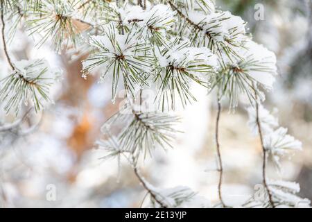 Dicke Kiefernzweige mit flauschigem Schnee auf Ästen. Winterwald im Frost. Stockfoto