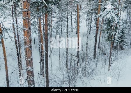 Gelbe Stämme von hohen Kiefern im Winterwald. Zweige der Bäume sind mit Neuschnee bedeckt. Stockfoto