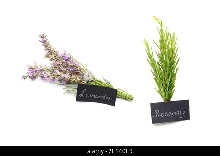 Rosmarin und Lavendel Zweige auf weißem Hintergrund Stockfoto