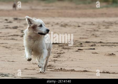 Ziemlich goldener Retriever am Strand Stockfoto