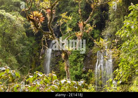 Bromelien wachsen auf einem Nebelwaldbaum mit einem Wasserfall im Hintergrund. Im Rio Pita Tal in der Nähe des Vulkans Cotopaxi, Ecuador. Stockfoto