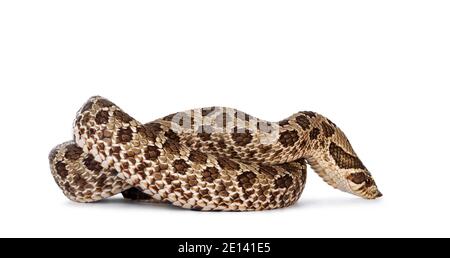 Westliche Hognose-Schlange alias Heterodon nasicus, isoliert auf weißem Hintergrund. Stockfoto